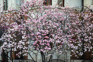 5 LILY MAGNOLIA Flower TREE Pink & Purple Fragrant Tulip Magnol Liliiflora Seeds